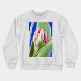 Tulipa &#39;Eternal Flame&#39; Double Early Tulip Crewneck Sweatshirt